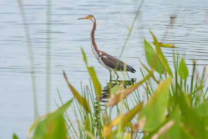 Wildlife in the Valencia Grand community, highlighting GL Homes’ efforts to preserve and enhance local habitats.