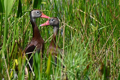 OUR COMMUNITIES ARE DESIGNED WITH NATURE IN MIND